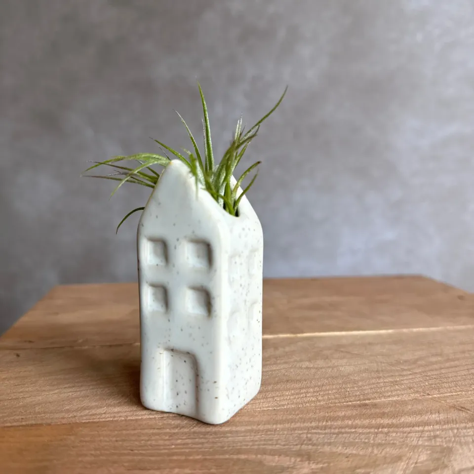 Airplantshop maison miniature Grachtenpandje Tillandsia bleu