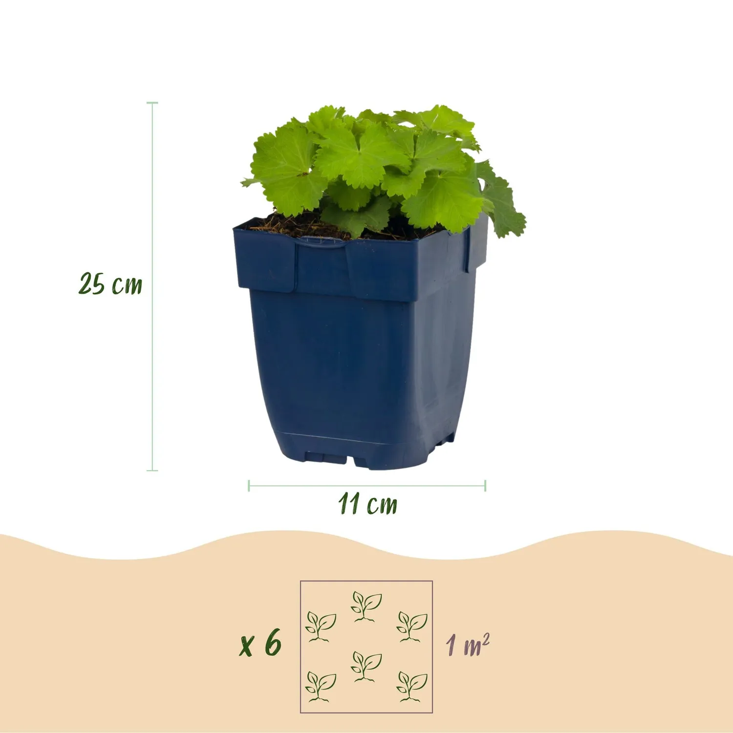 Plant and Stories alchémille Alchemilla mollis pot 11 cm vivace ombre