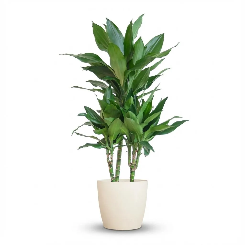 Plant and Stories Dracaena Janet Lindt plante pot 21cm 95cm blanc