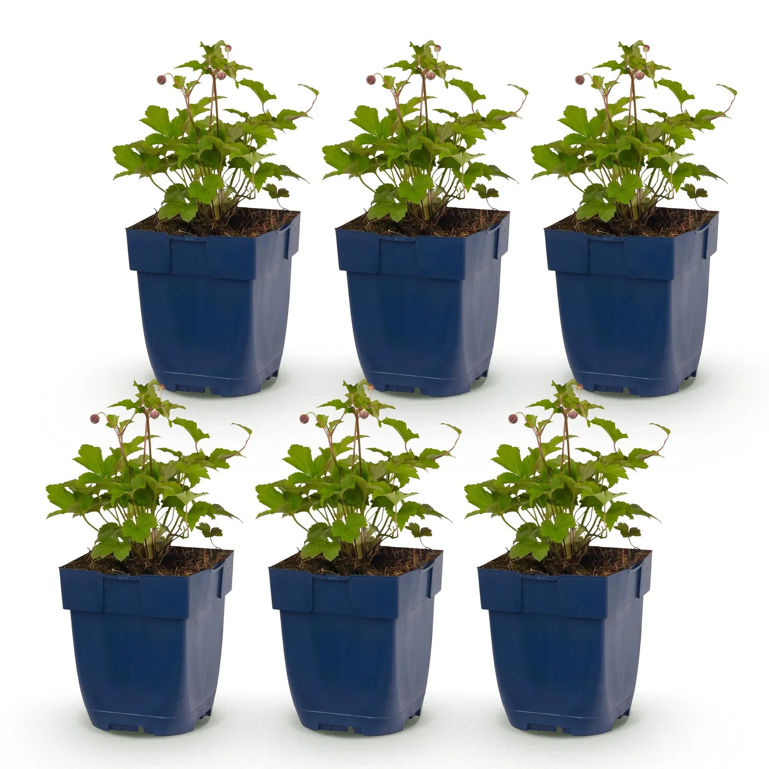 Plant and Stories Anémone Japon Tricolour plante 6 plants ombre