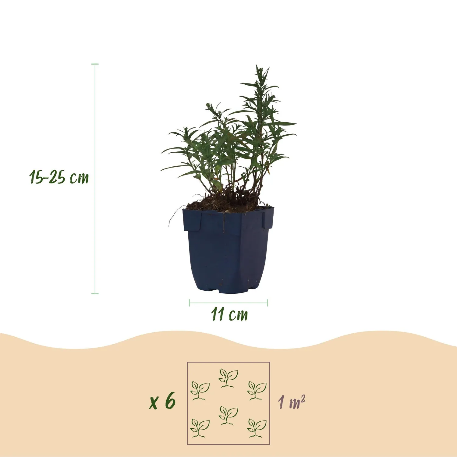 Plant and Stories Aster Méditerranée vivace pot 11 cm mellifère