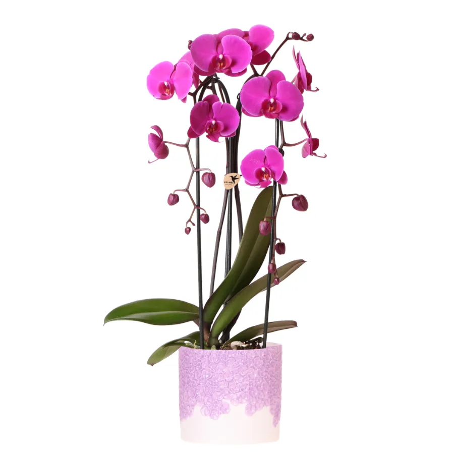 Plant and Stories Freeride Niagara Falls orchidée violette
