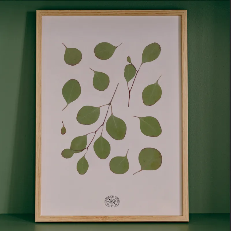 By Charlot Herbier Eucalyptus Rose tableau 21x30 rose