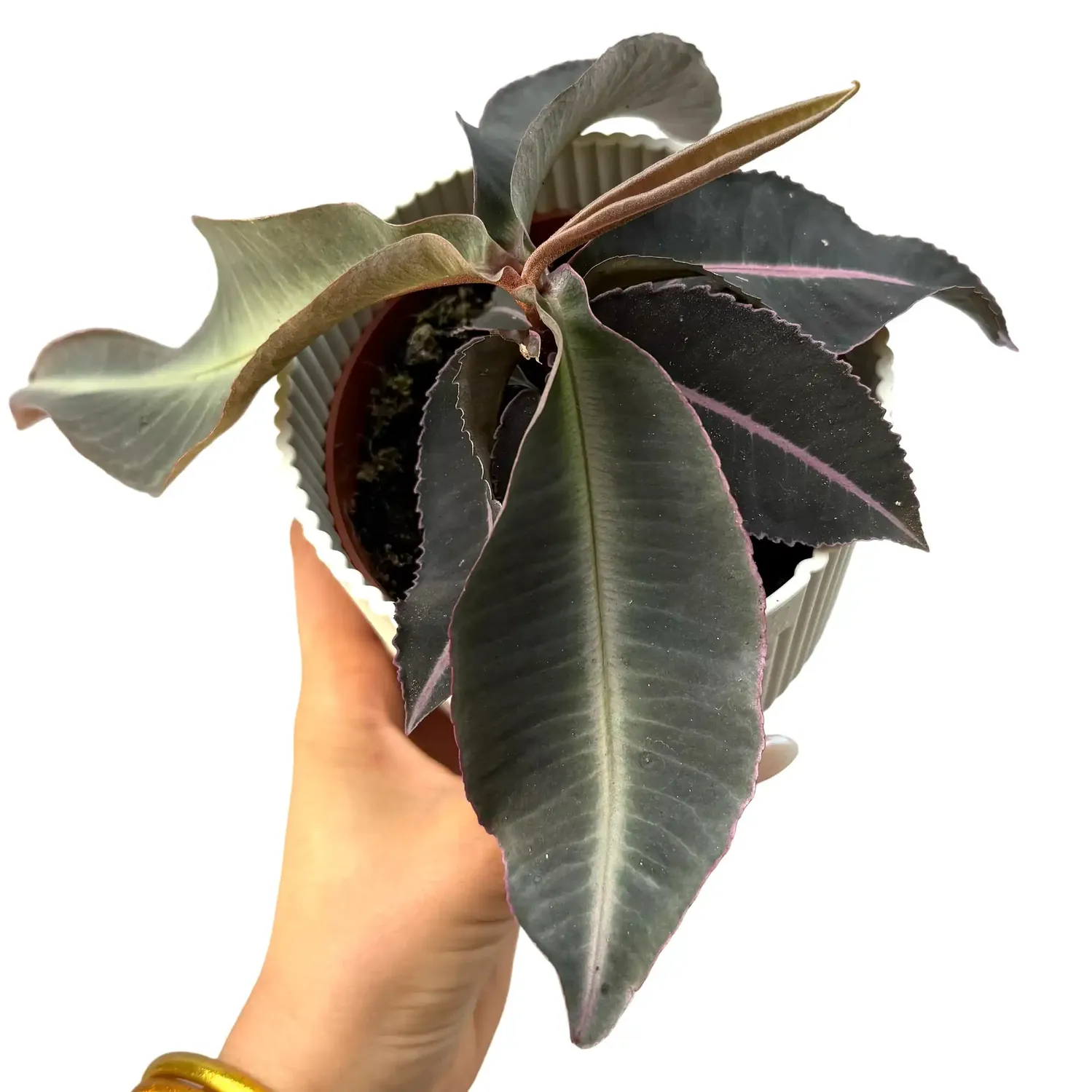 Plant and Stories Labisia Pumila plante pot 12 cm veinée