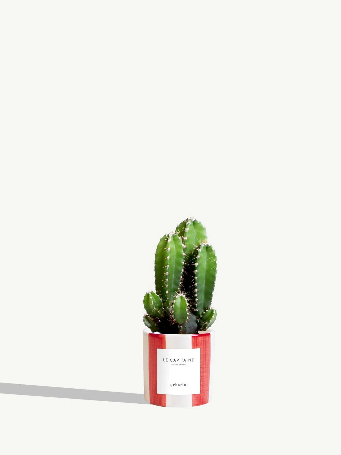 By Charlot Le Capitaine cactus miniature pot 6 cm