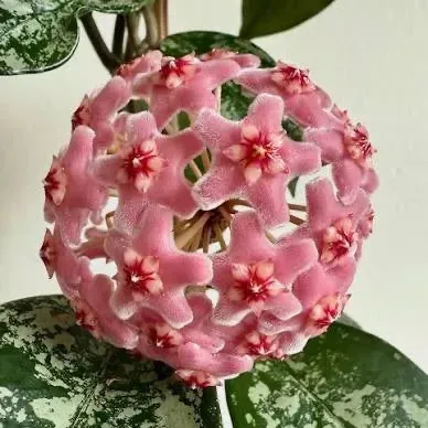 Plant and Stories Hoya Carnosa Freckles Splash plante pot 9 cm