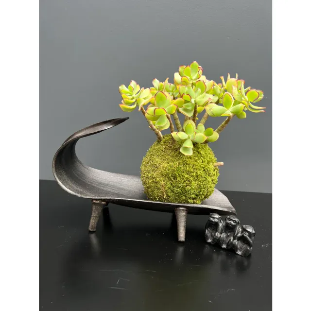 Oh My Green Crassula Ovata Arborescens kokedama taille M plante grasse