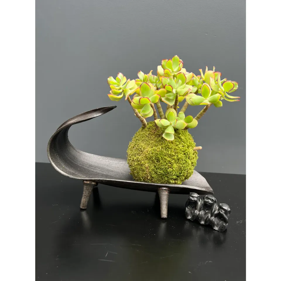 Oh My Green Crassula Ovata Arborescens kokedama taille M plante grasse