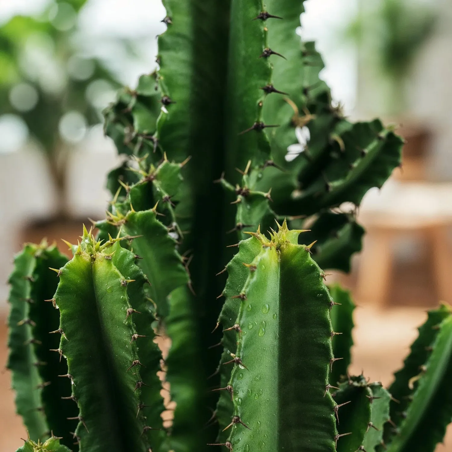 Plant and Stories Euphorbia Eritrea plante d'intérieur 1 plante 60 cm