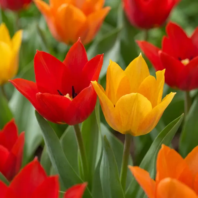 Plant and Stories Praestans tulipe bulbes 50 multicolore