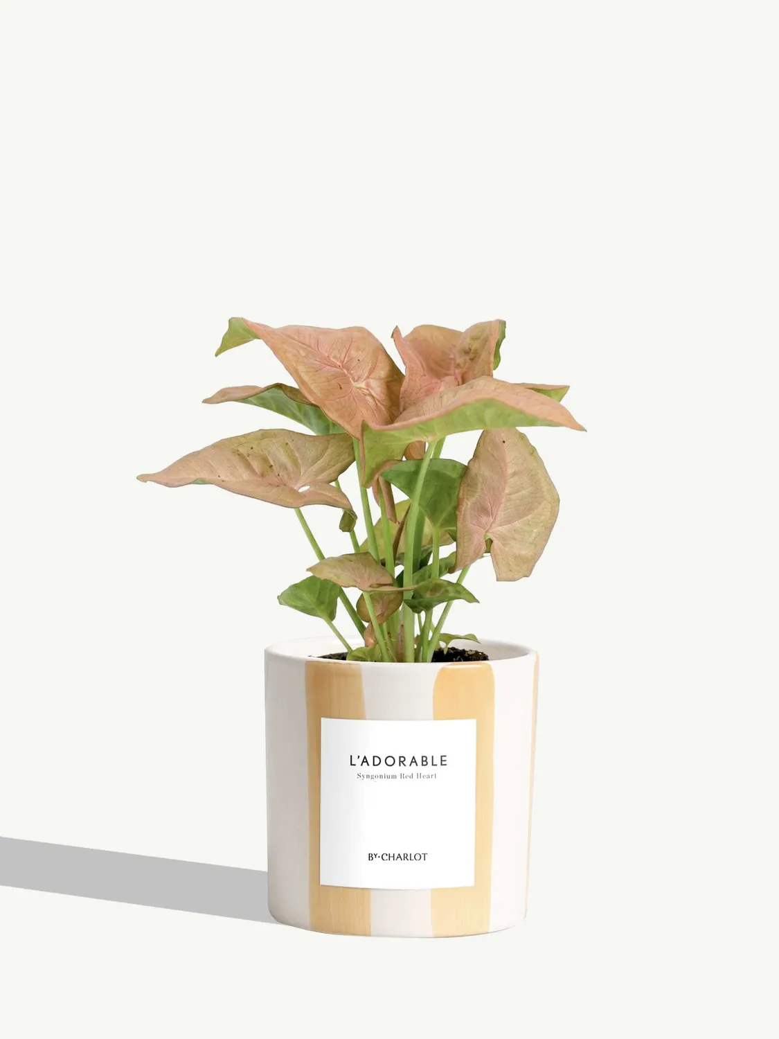 By Charlot L'Adorable Syngonium plante pot 10 cm