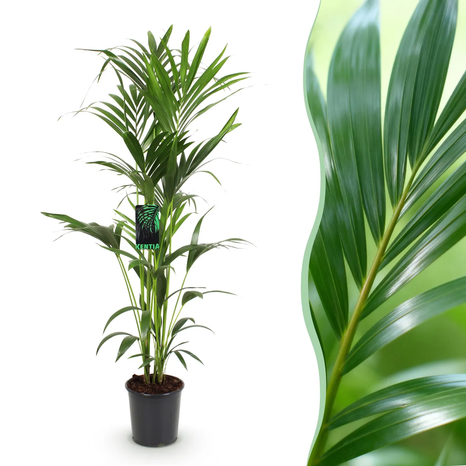 Plant and Stories Kentia Howea palmier pot 24 cm 150 cm tolérant