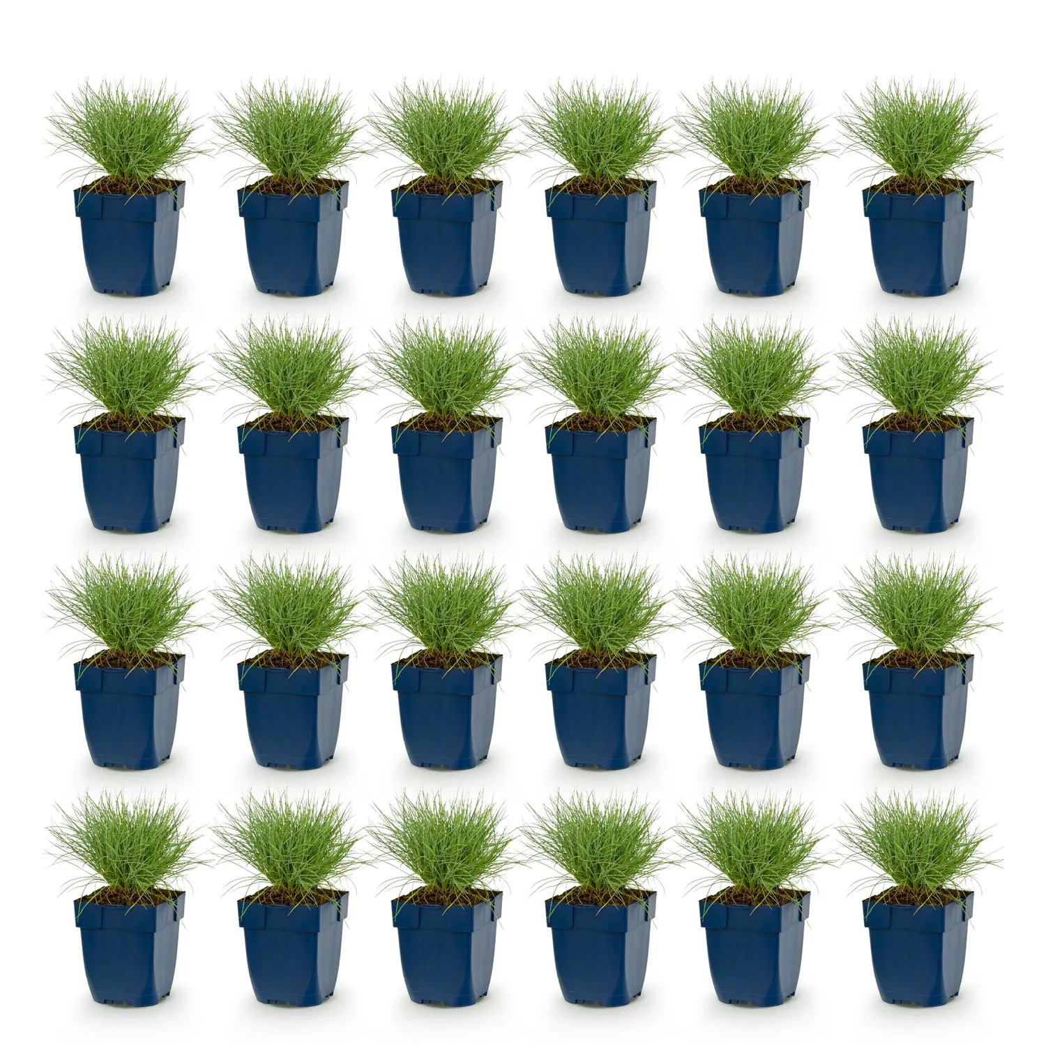 Plant and Stories Festuca Glauca fétuque bleue lot 6 pots 11cm