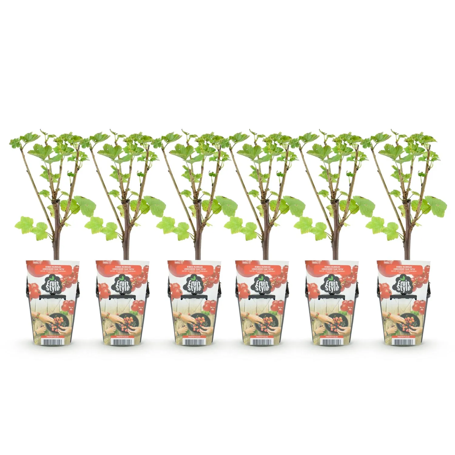 Plant and Stories Jonkheer van Tets groseillier 3 plants rustique
