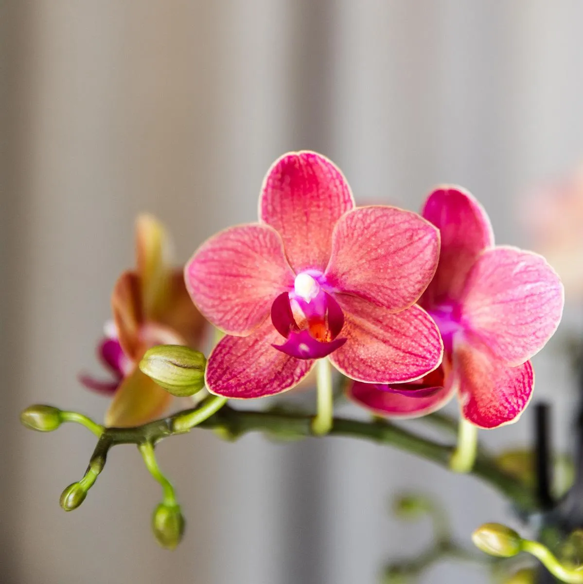 Plant and Stories Phalaenopsis Congo orchidées 4 pots rouges