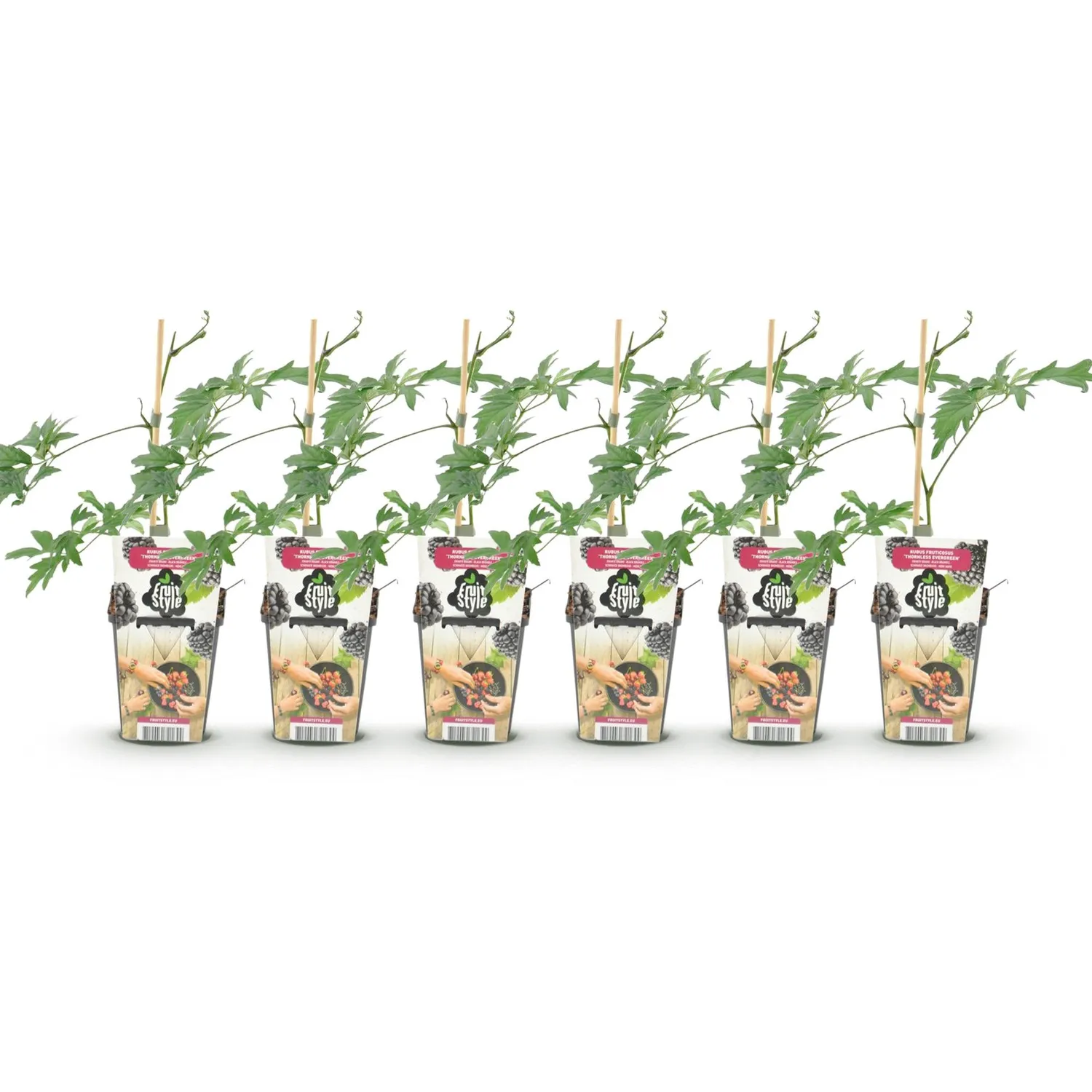 Plant and Stories Mûre Thornless Evergreen fruitier pot 9cm lot 3