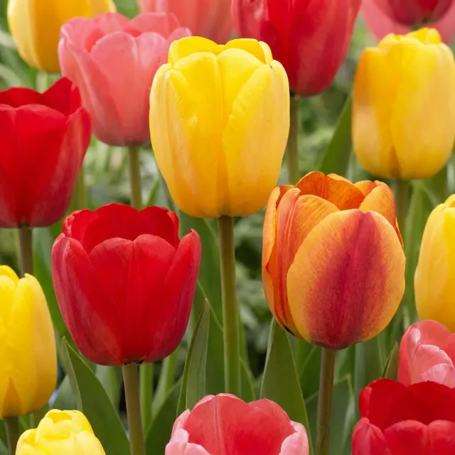 Plant and Stories Darwin Hybride tulipe 15 bulbes gros calibre