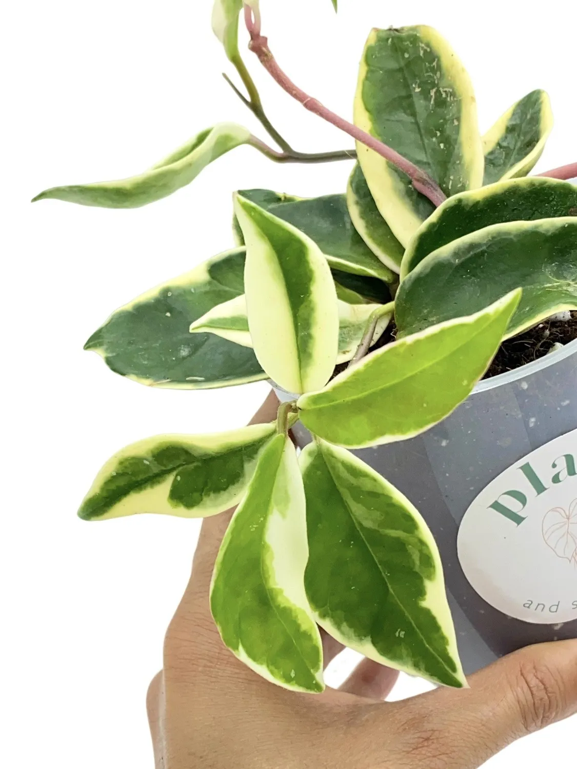 Plant and Stories Hoya Carnosa Krimson Queen plante panachée