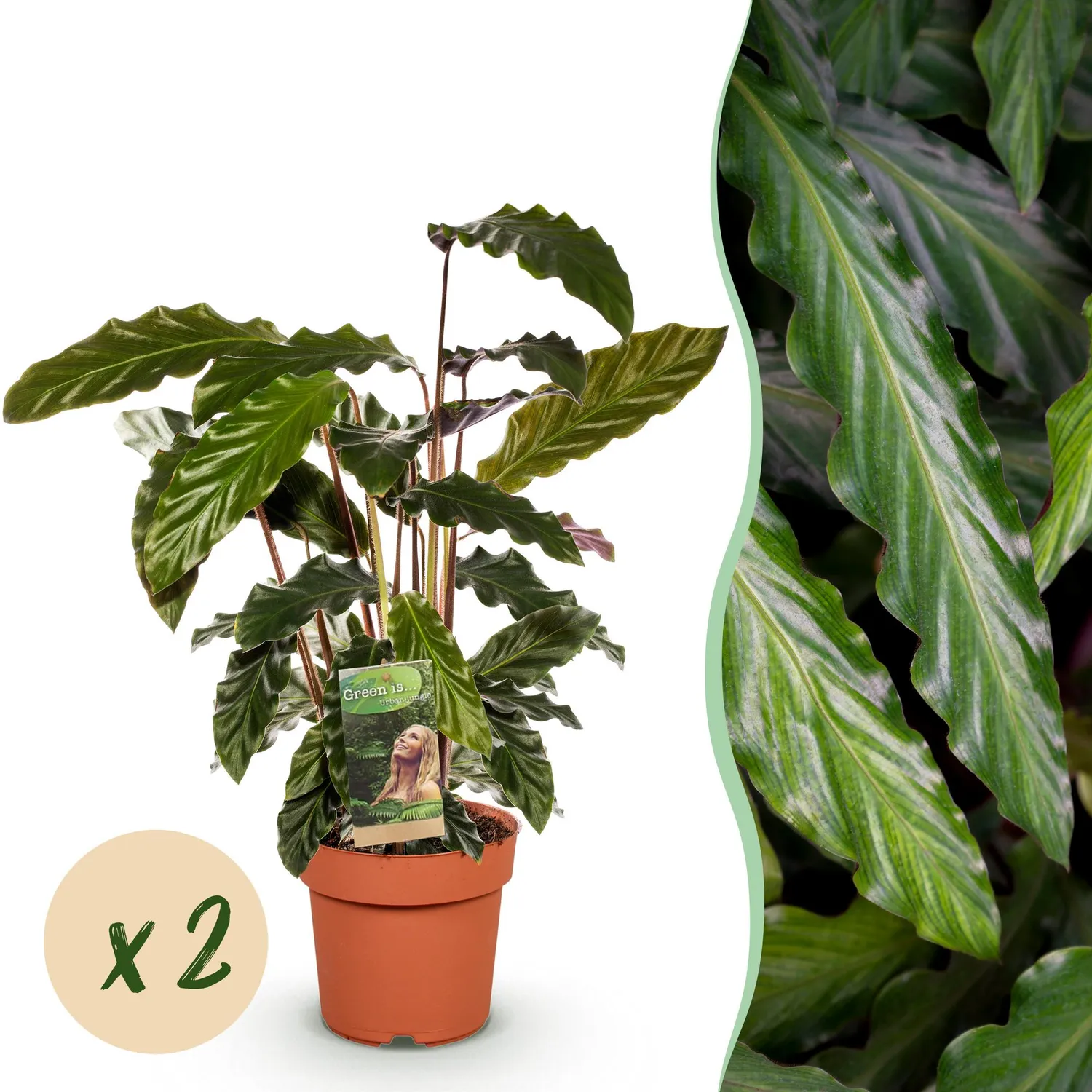 Plant and Stories Calathea Rufibarba plante pot 17cm 55-60cm velours