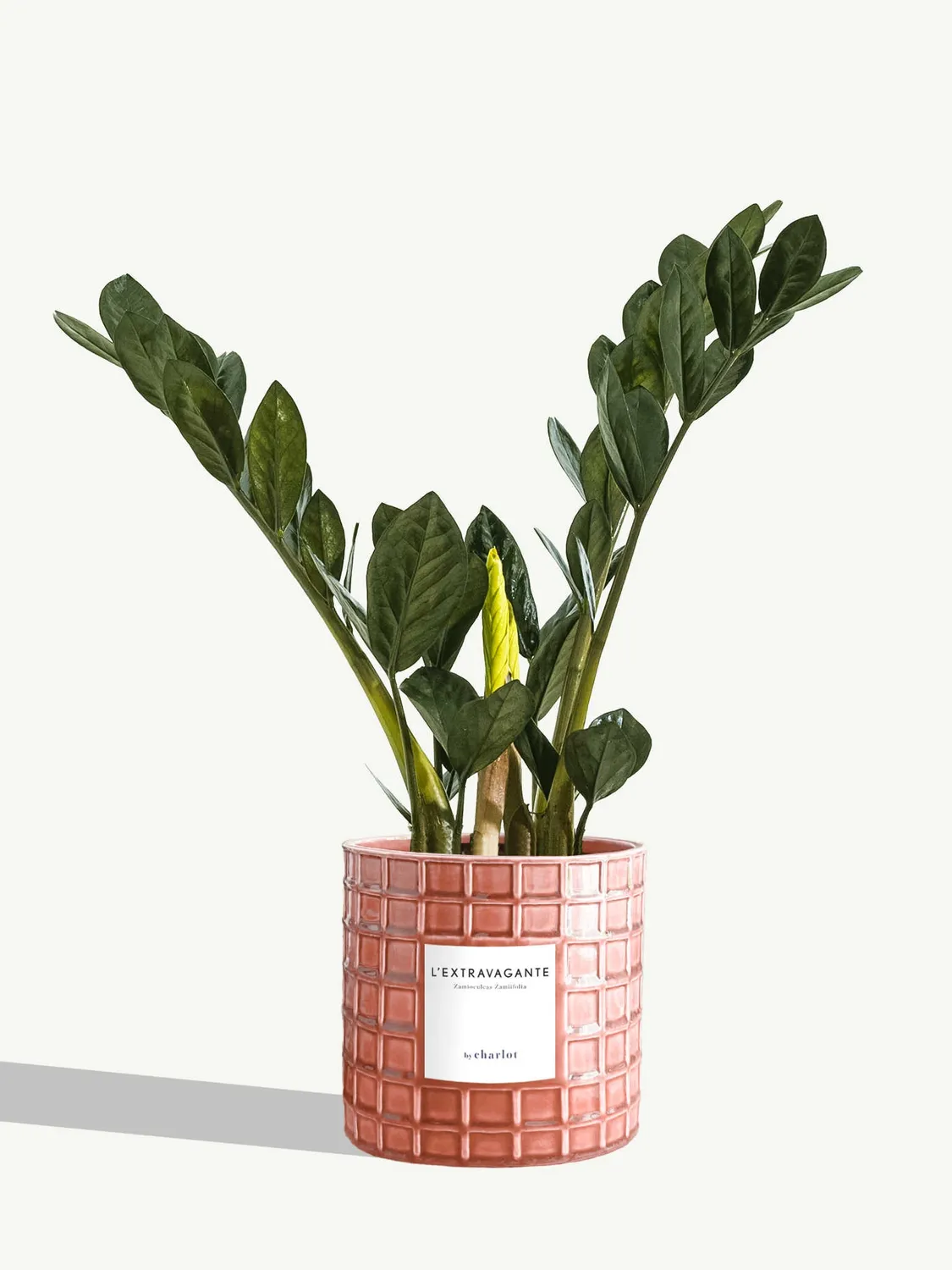 By Charlot L’Extravagante plante verte 50 cm pot 14 cm
