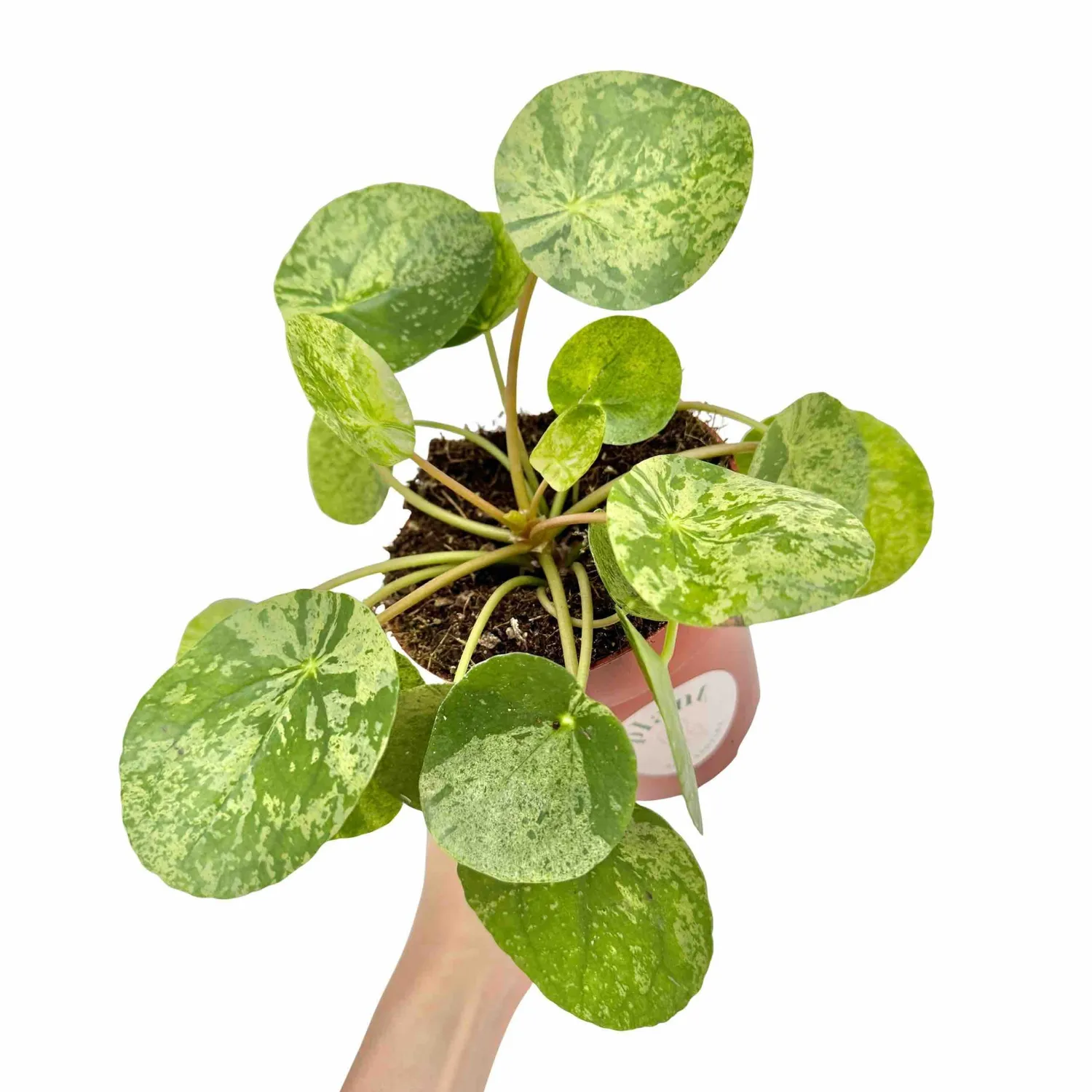 Plant and Stories Pilea Mojito plante pot 12cm marbrée