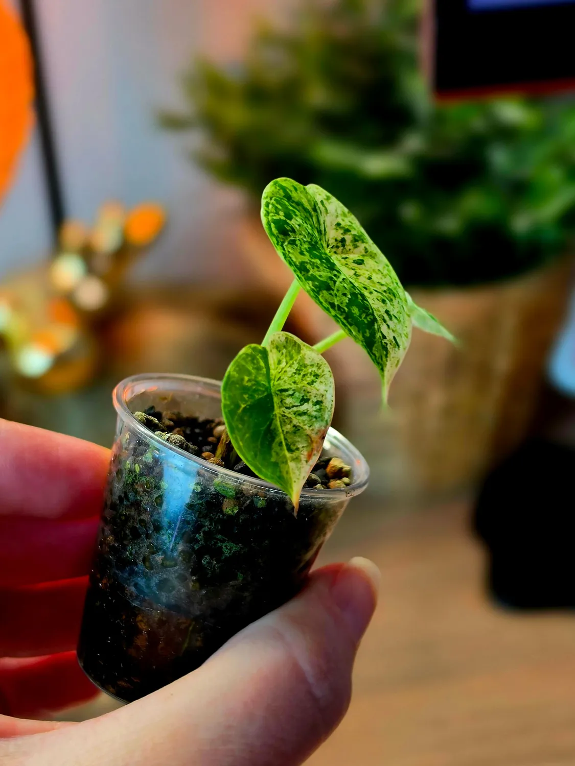 plant.ess Dragon Scale Mint alocasia 3 feuilles pot 5cm