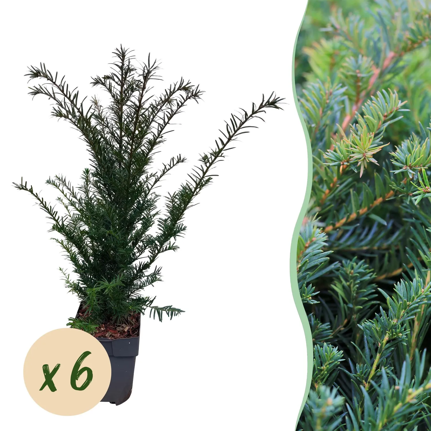 Plant and Stories If commun Taxus baccata plante de haie lot 6 persistante
