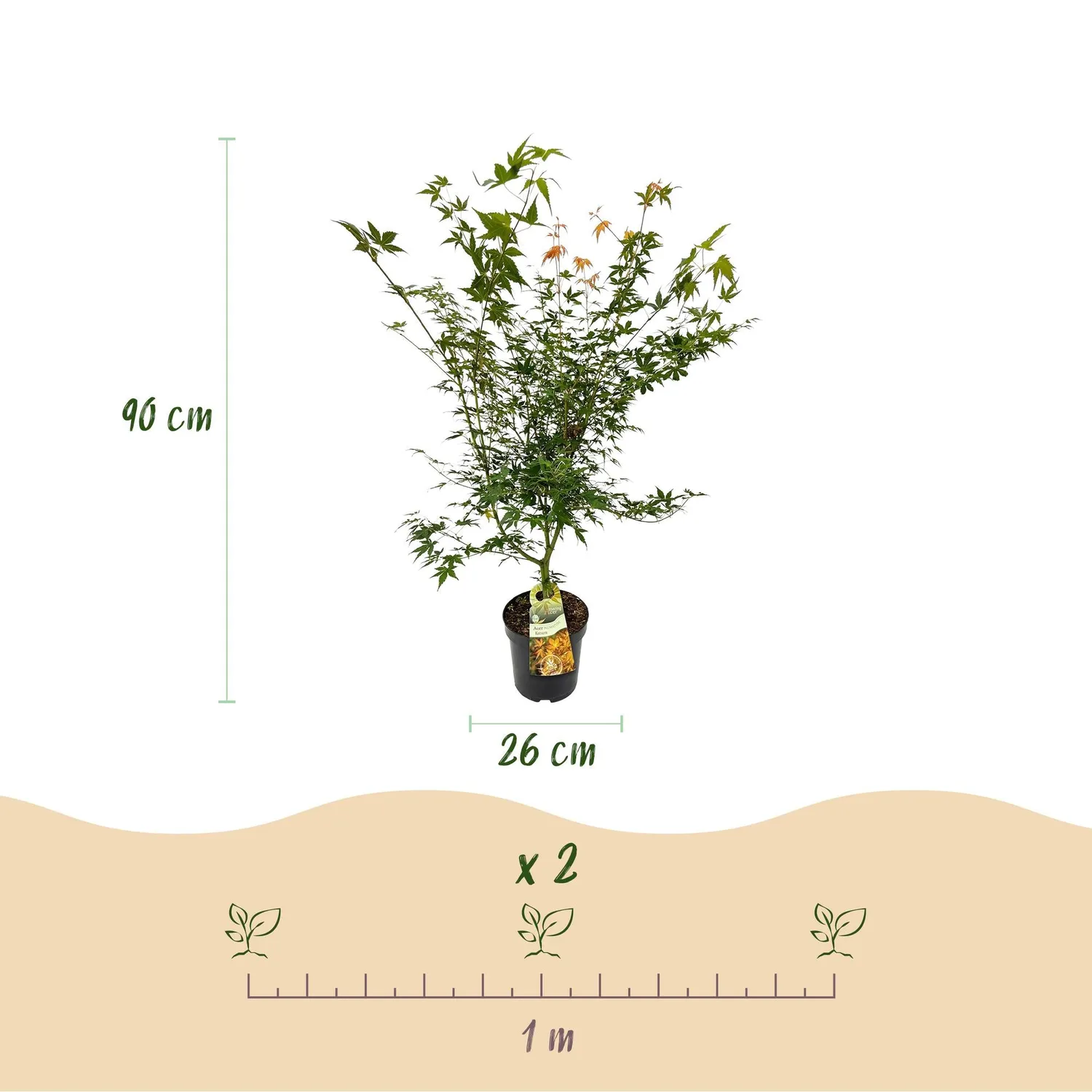 Plant and Stories Érable Katsura érable du Japon pot 26 cm changeant