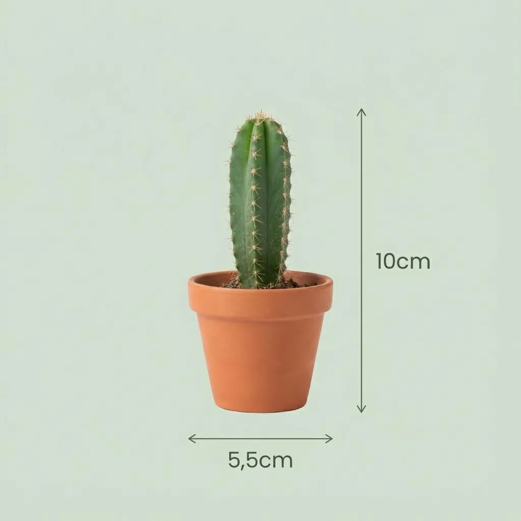 Plant and Stories Mini Mélange cactus 9 plantes pot 8cm terracotta