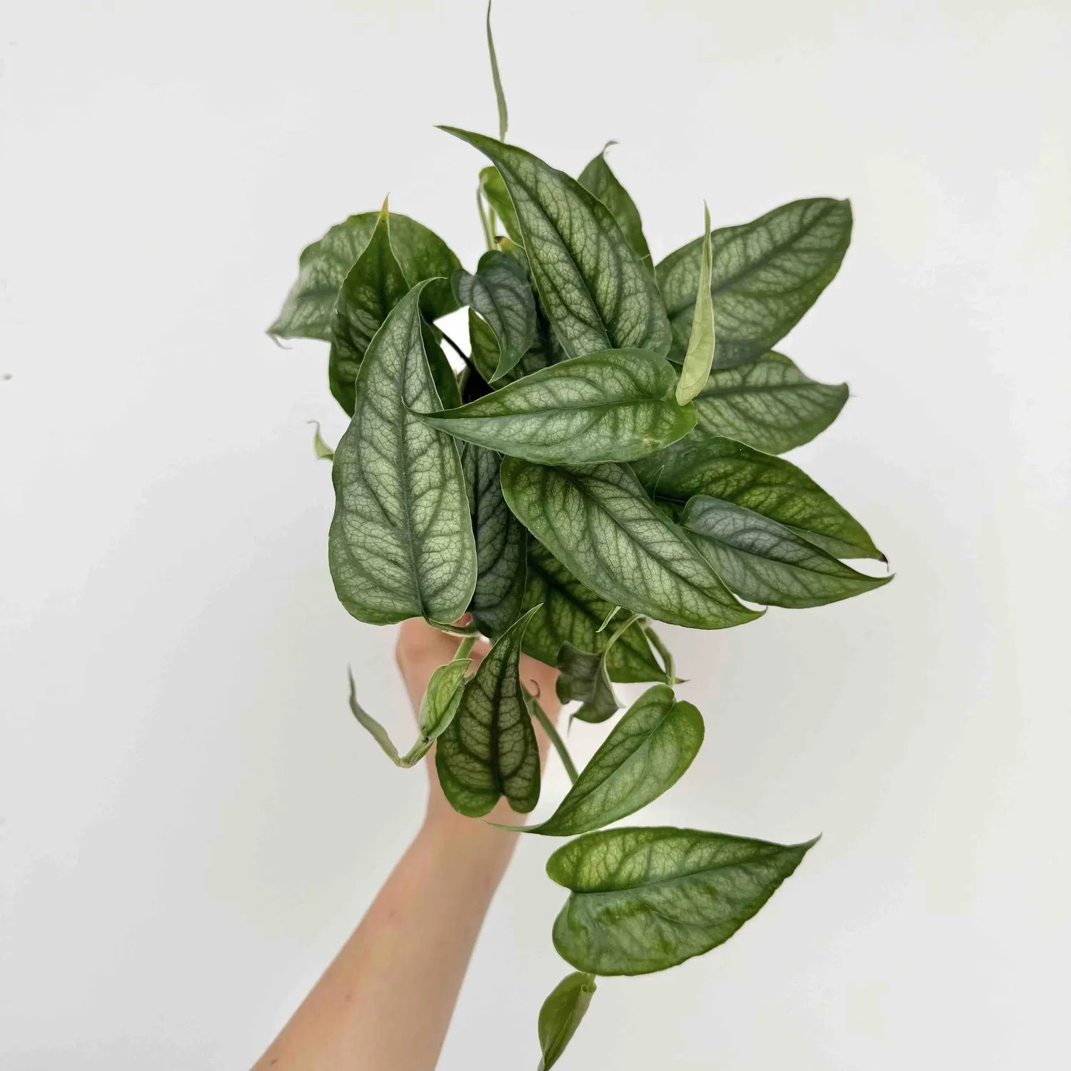 Plant and Stories Monstera Siltepecana plante intérieur pot 6 cm