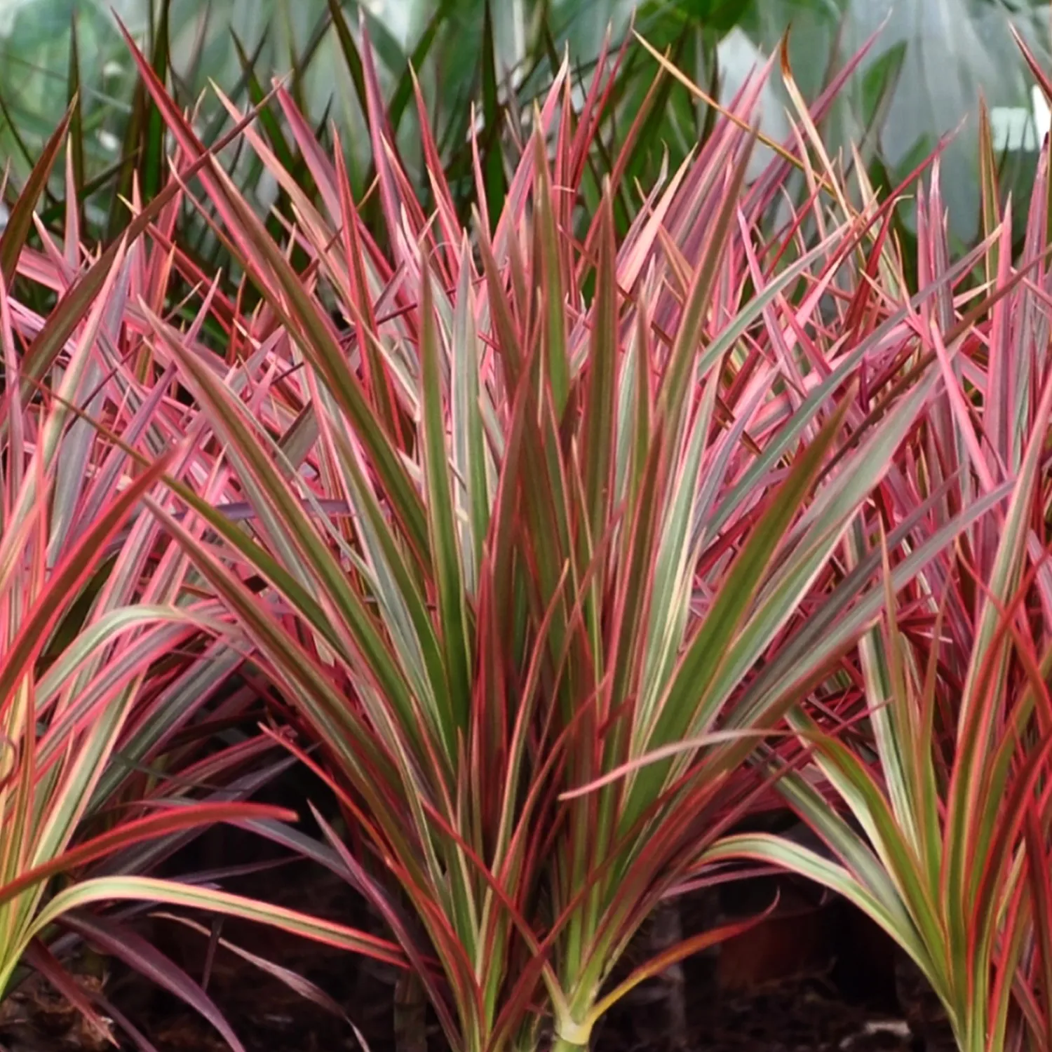 Plant and Stories Dracaena Magenta arbre dragon lot de 2 17 cm