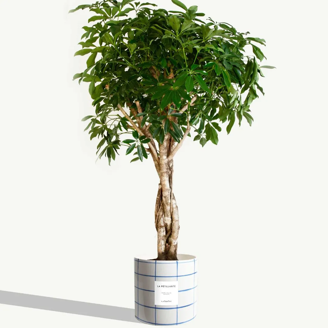 By Charlot Céramique quadrillée Bleu Cyclades cache-pot 24 cm