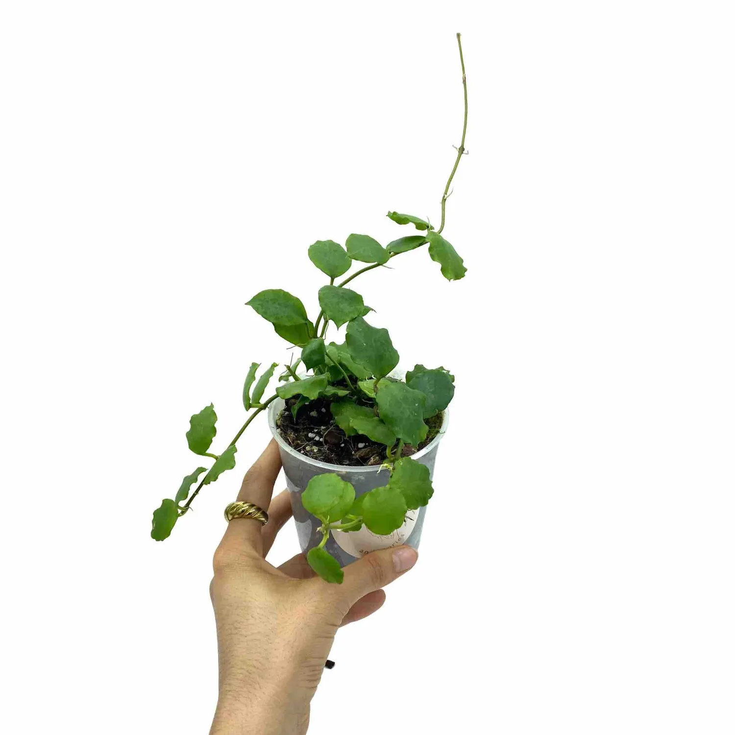 Plant and Stories Hoya Endauensis plante pot 6 cm argent veiné