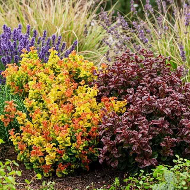 Plant and Stories Leucothoe Curly arbuste pot 17cm lot 2