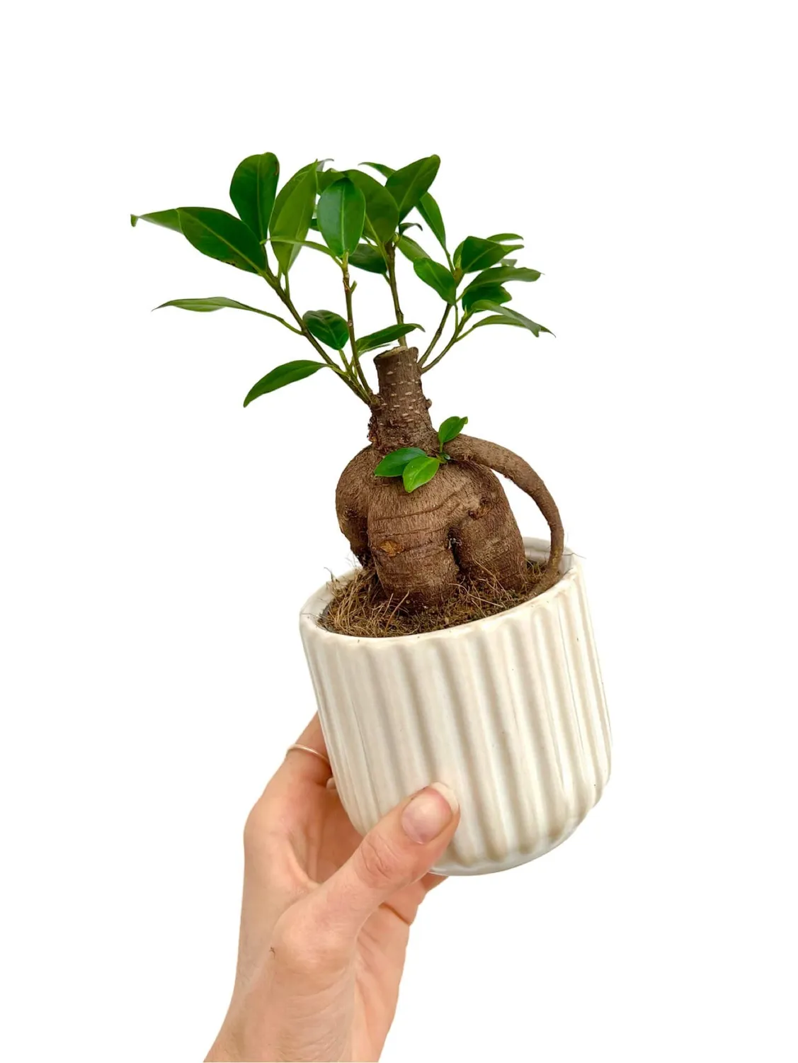 Plant and Stories cache-pot céramique ondulé mini blanc soie