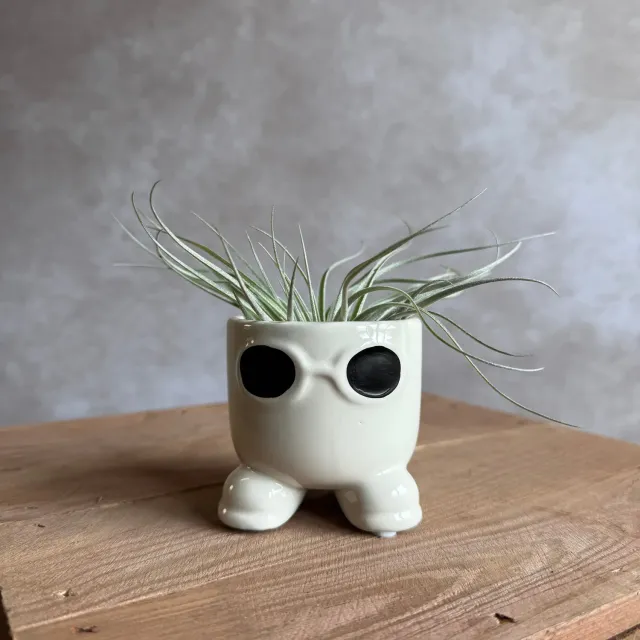 Airplantshop Mister Sunglasses pot blanc tillandsia 7cm