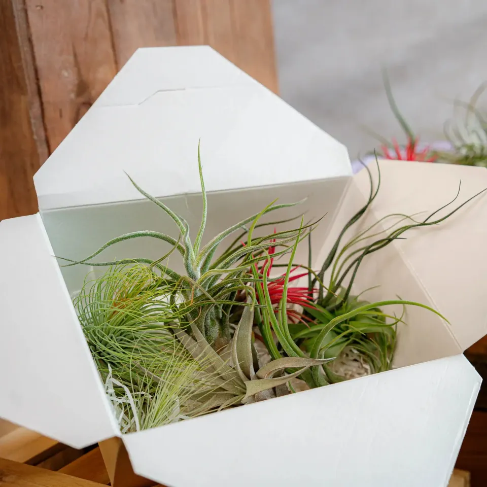 Airplantshop Surprise Box coffret 10 plantes ariennes varies