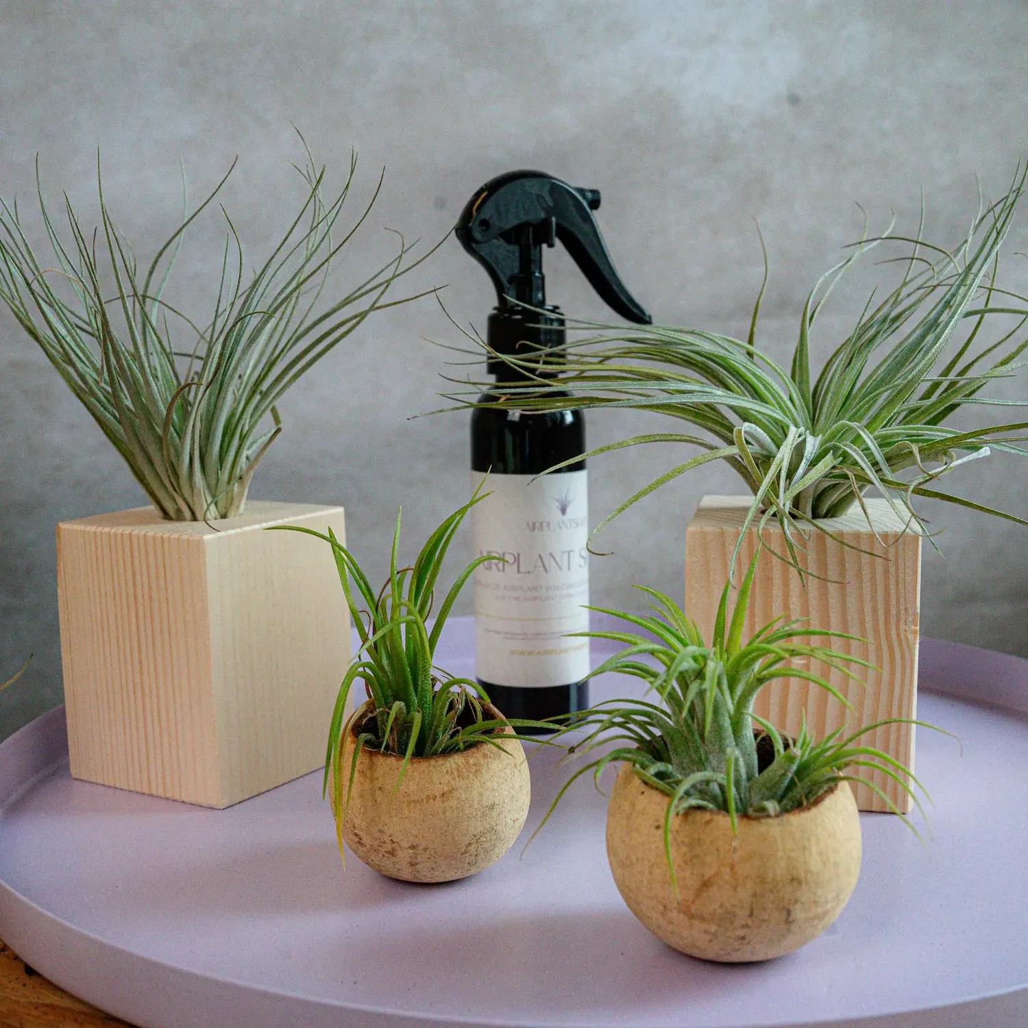 Airplantshop Starters Box kit plantes supports spray
