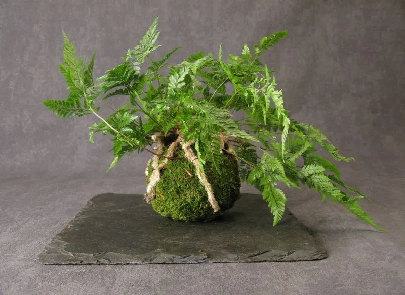 AQUAPHYTE Kinkaku-ji Ni kokedama davallia suspendu
