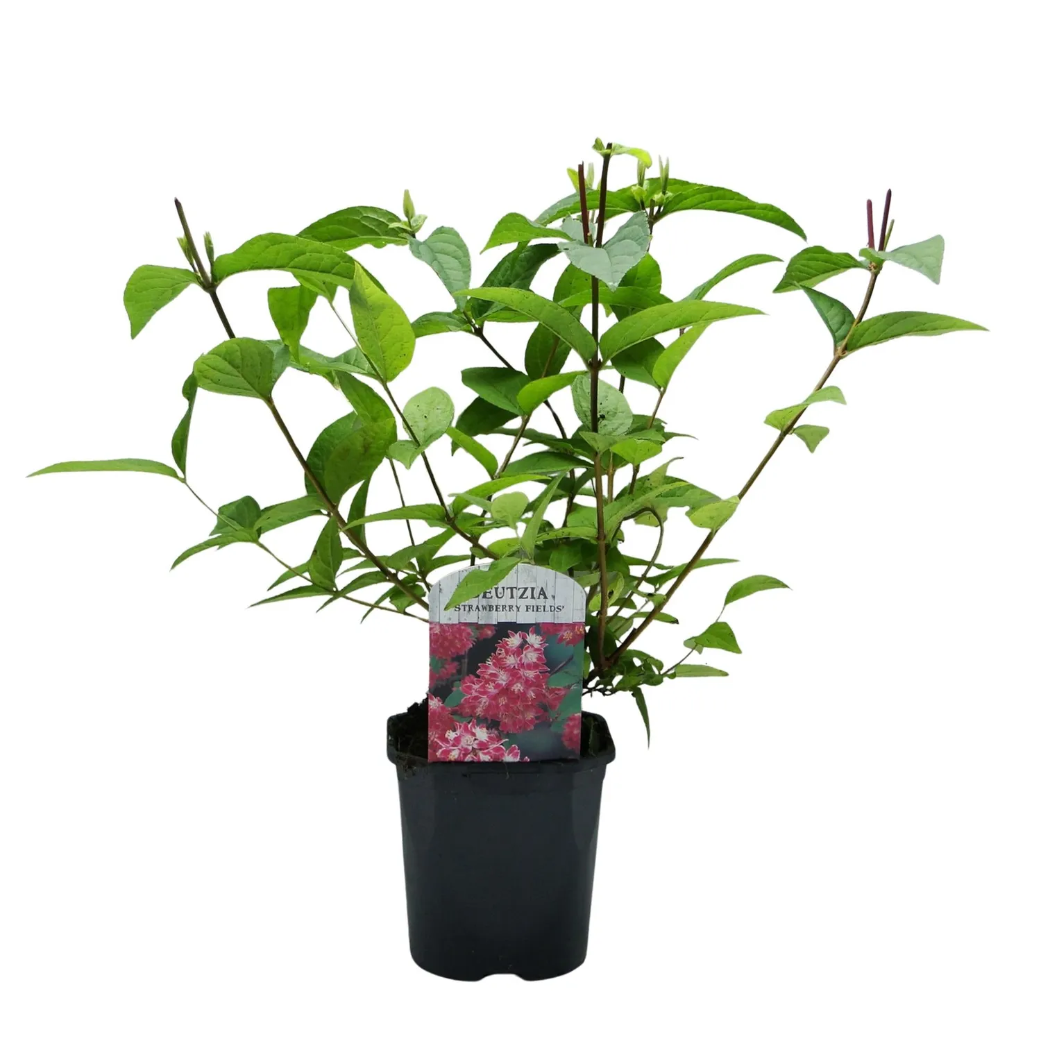 Plant and Stories Deutzia Strawberry Fields arbuste fleuri pot 17 cm