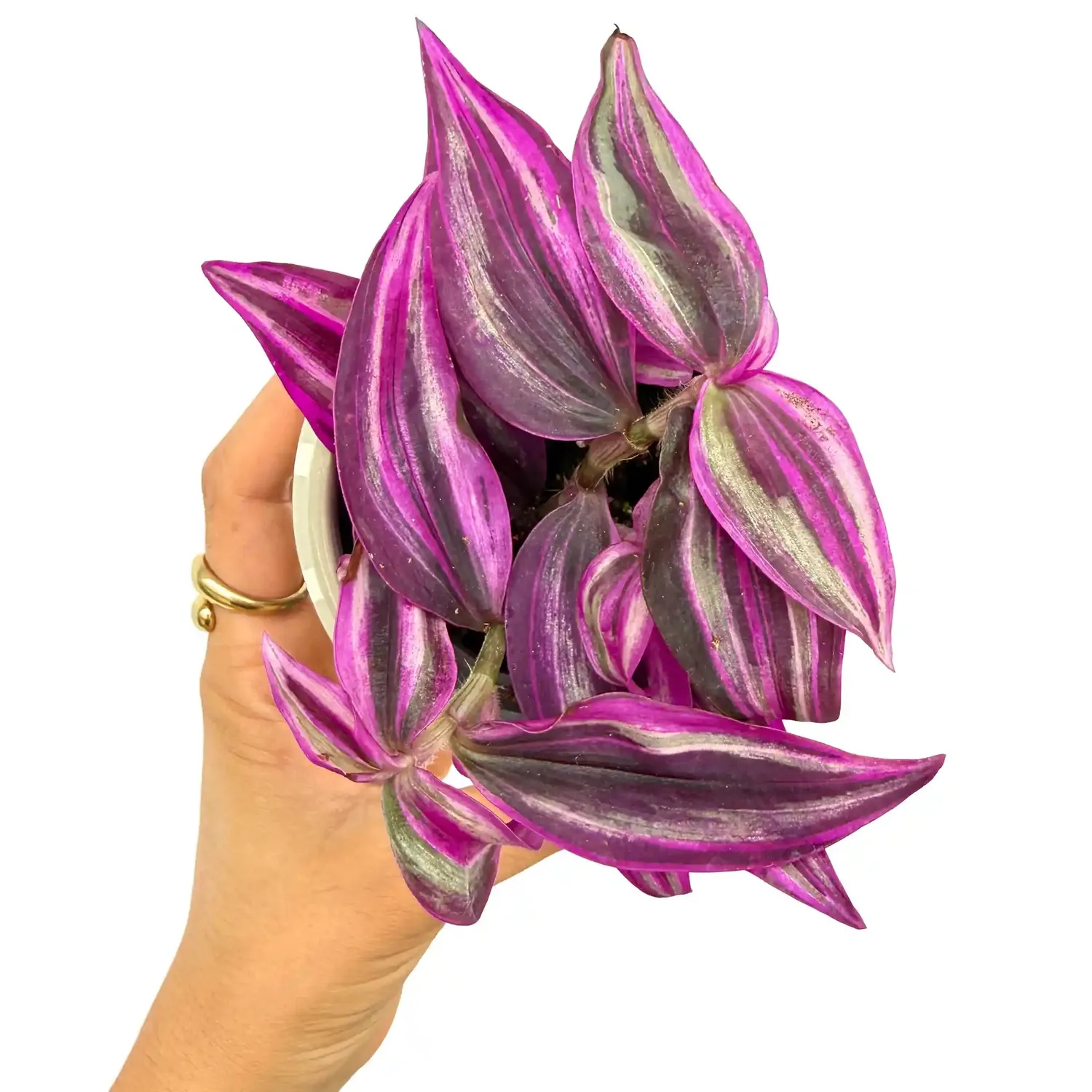 Plant and Stories Tradescantia Zebrina Pink Paradise plante pot 6 cm