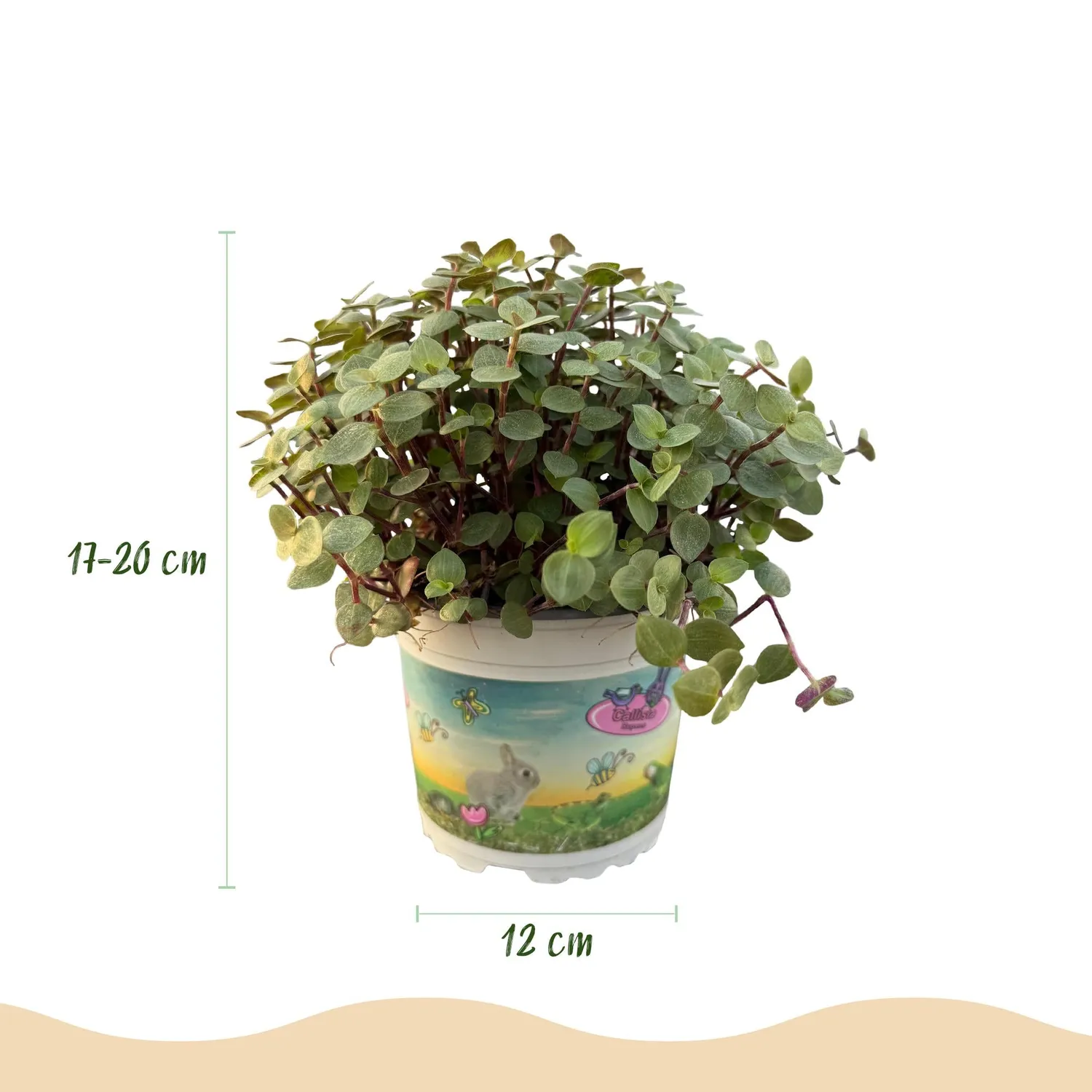 Plant and Stories Callisia repens plante d’intérieur pot 12 cm pet-friendly