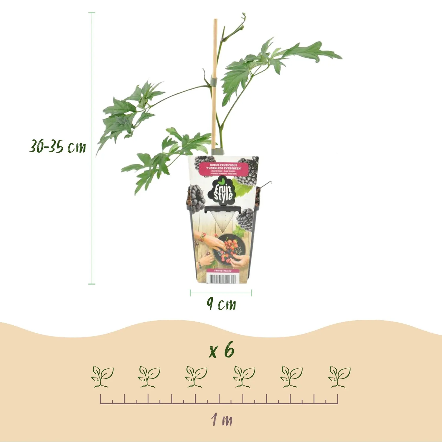 Plant and Stories Mûre Thornless Evergreen fruitier pot 9cm lot 3