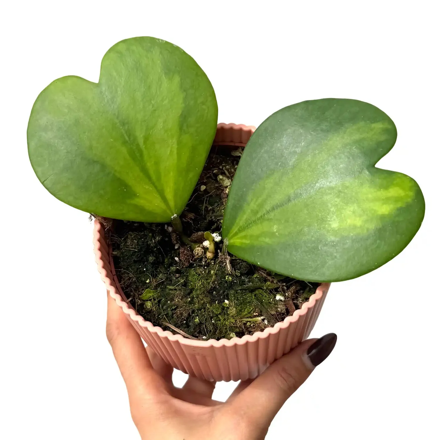 Plant and Stories Hoya Kerrii Inner Variegata plante cœur pot 10,5 cm