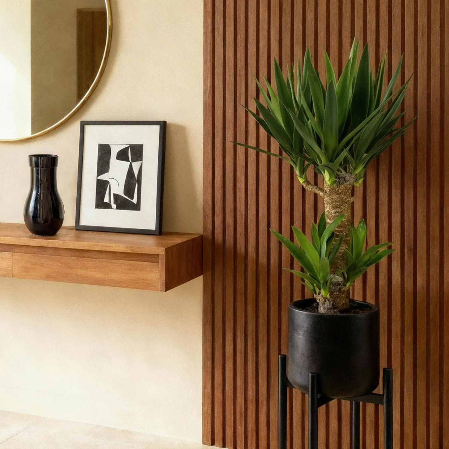 Plant and Stories Yucca Elephantipes plante 75 cm pot 17 cm robuste