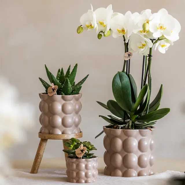 Plant and Stories lot 3 cache-pots céramique sable 6 9 12 cm texture bulles