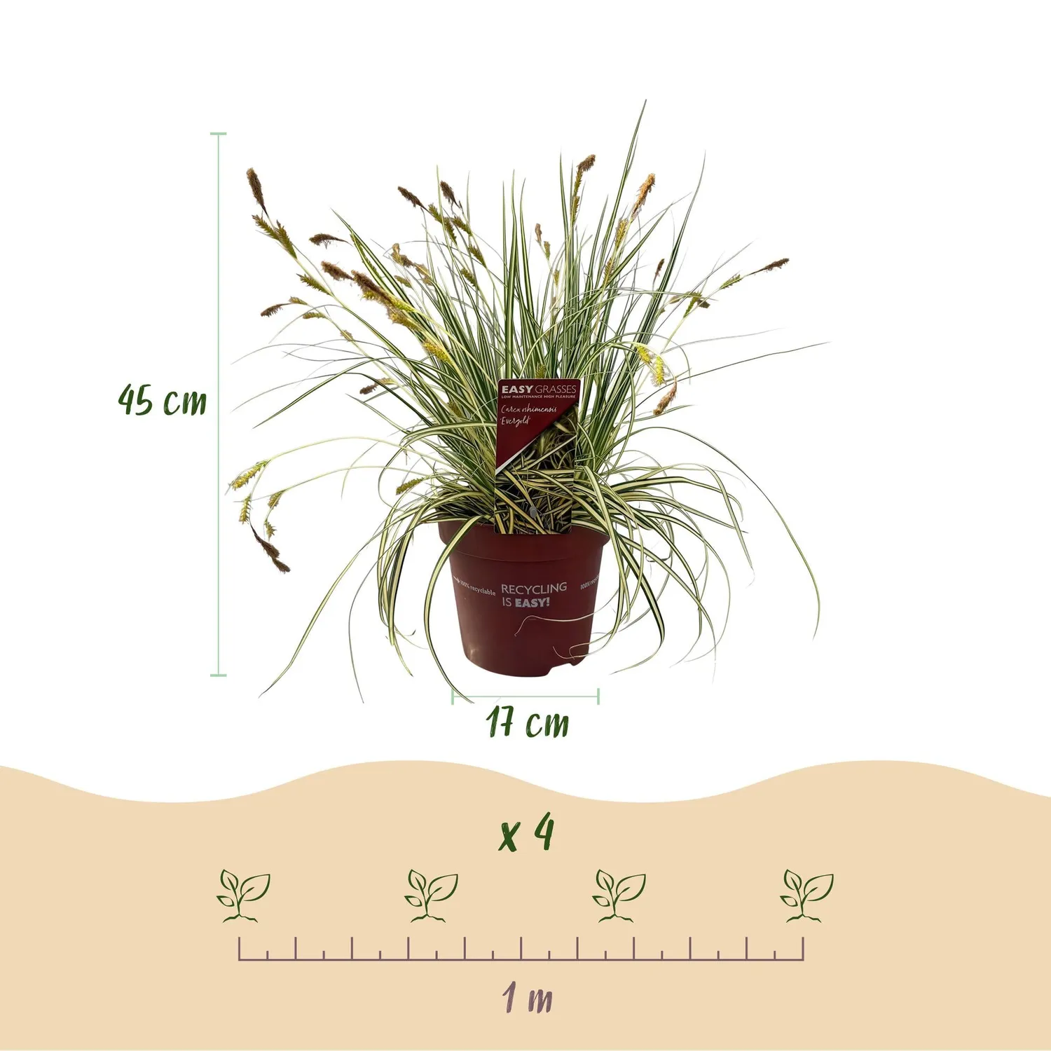 Plant and Stories Laîche Evergold Carex graminée pot 17cm 50cm