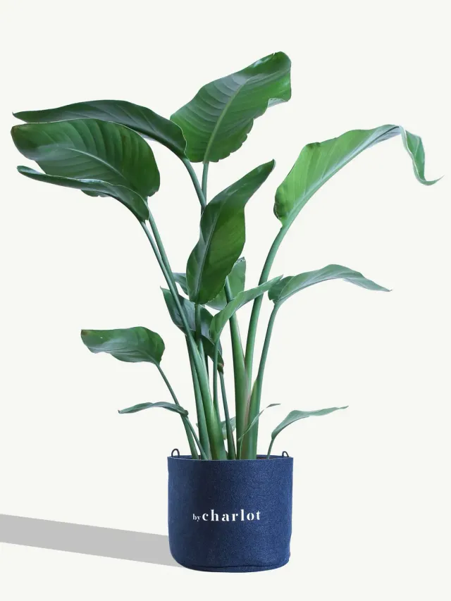 By Charlot La Nomade plante Strelitzia 85 cm oiseau paradis