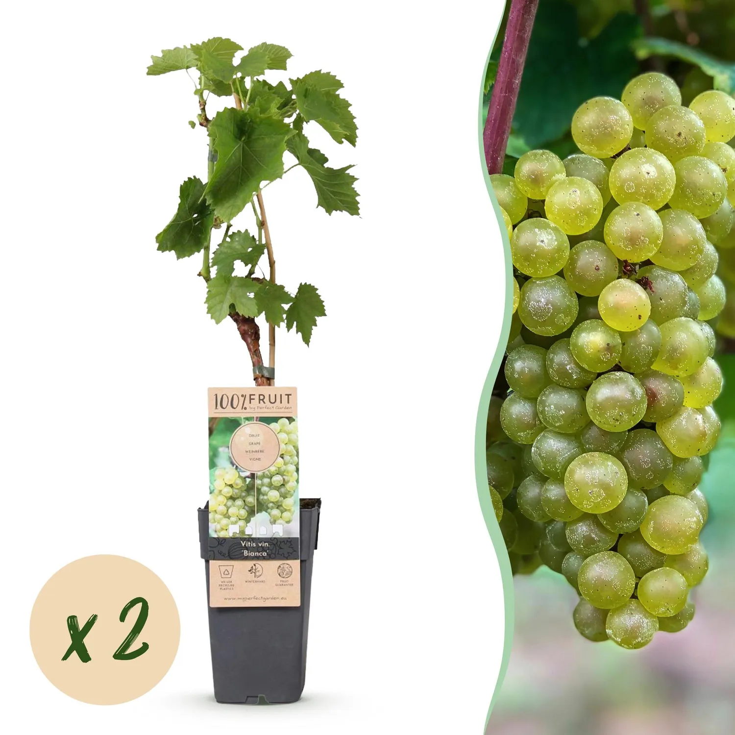 Plant and Stories Bianca vigne de table lot de 2 pot 15 cm