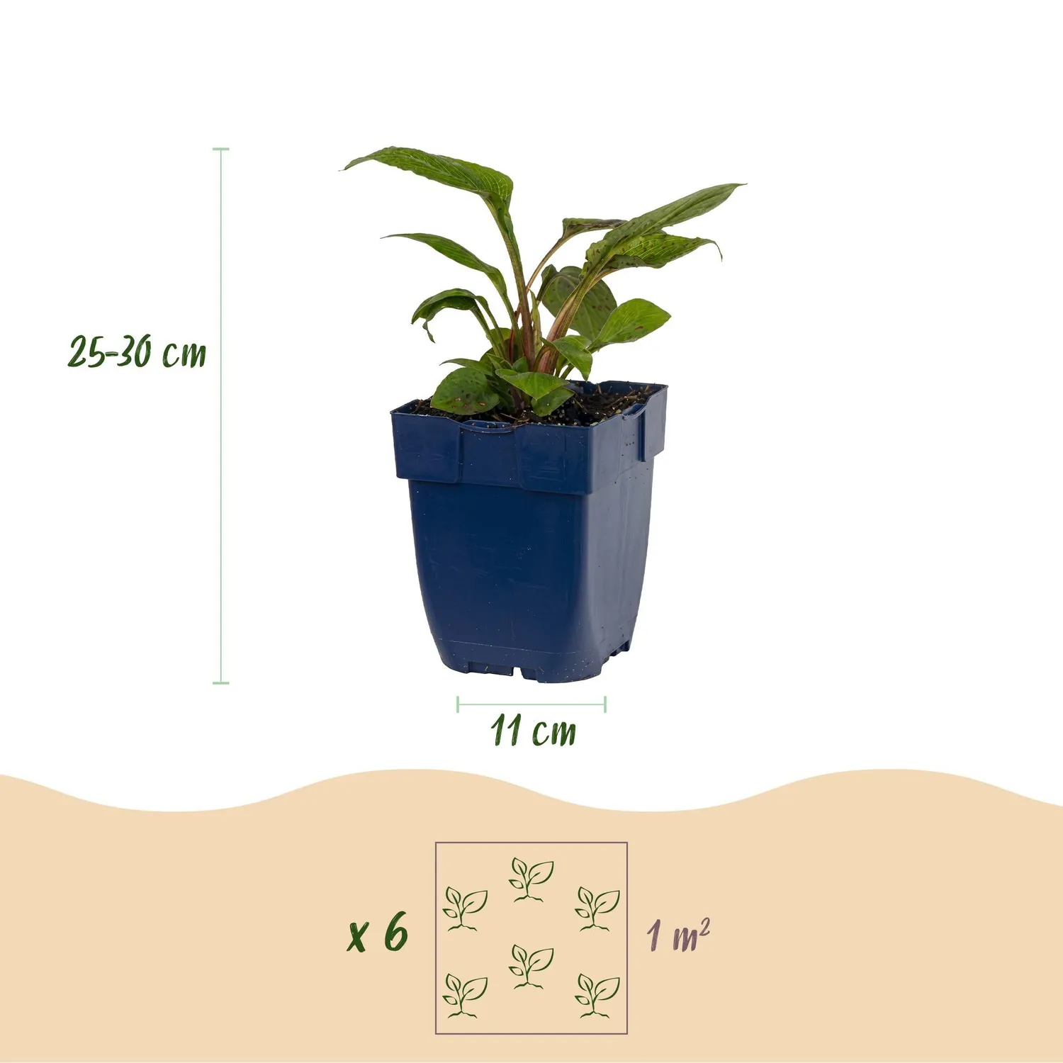 Plant and Stories vivaces melliferes plante massif 6 plants soleil